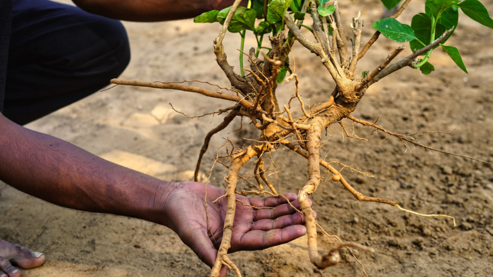 Ashwagandha plant being pulled out of ground